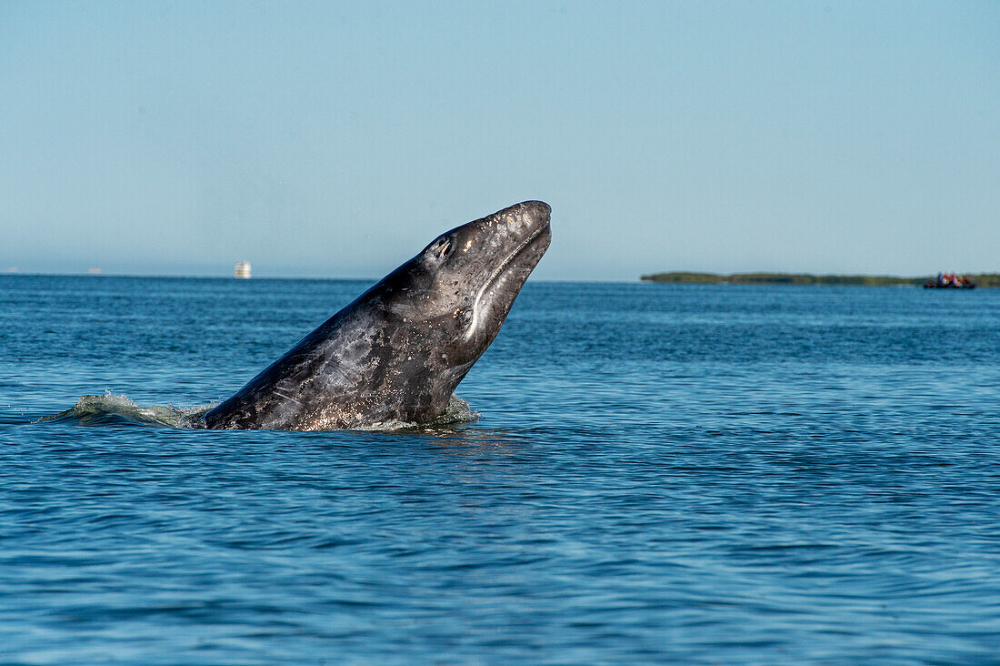 Gray whale breaching water at Magdalena Bay.