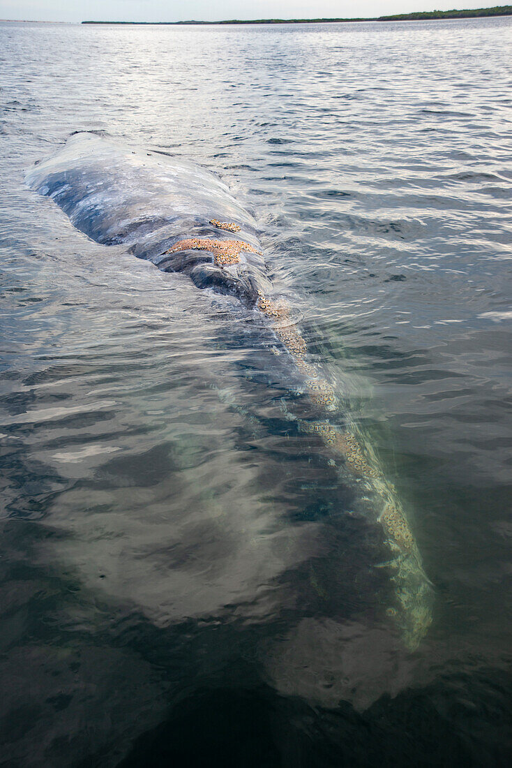 Gray whale (Eschrichtius robustus). Magdalena Bay