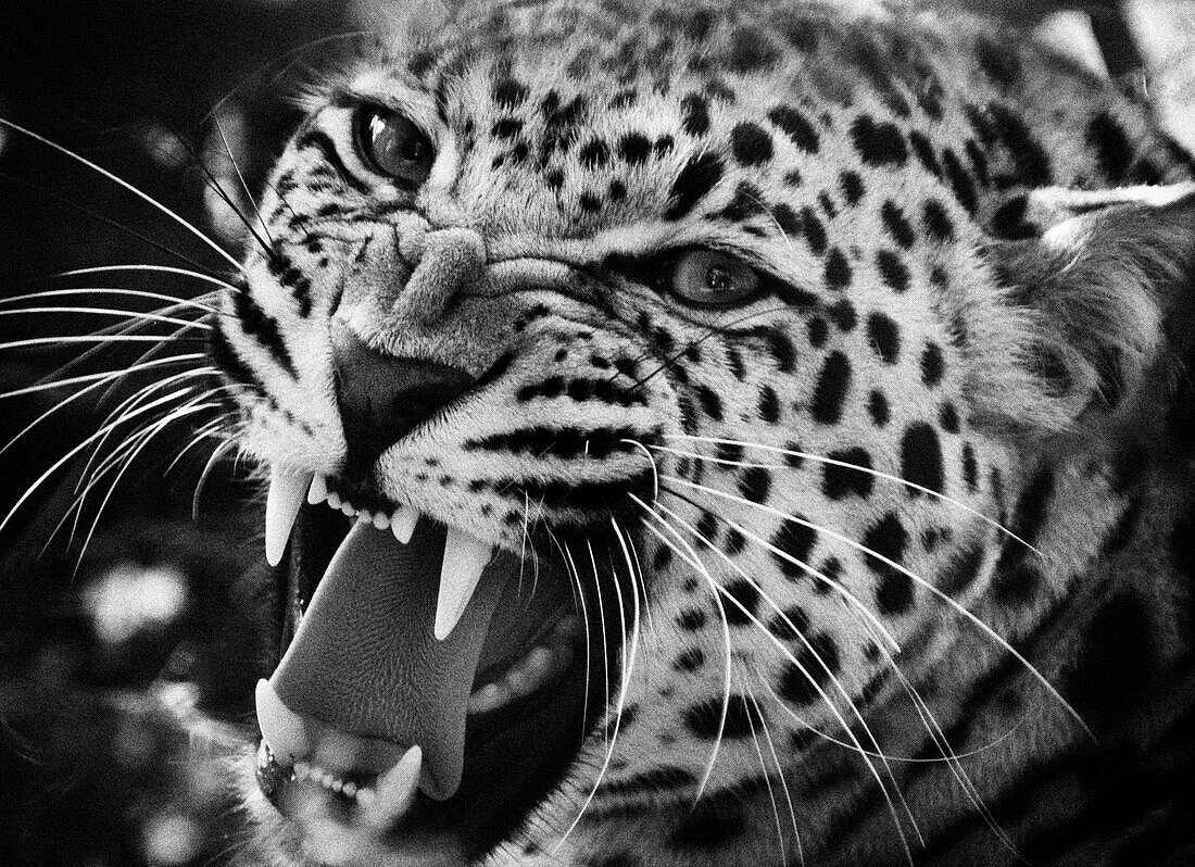 Knurrender Leopard (Panthera pardus)