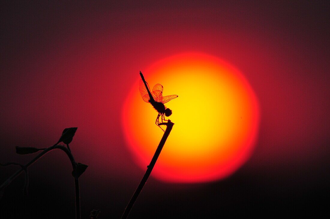 Libelle auf einem Stock bei Sonnenuntergang