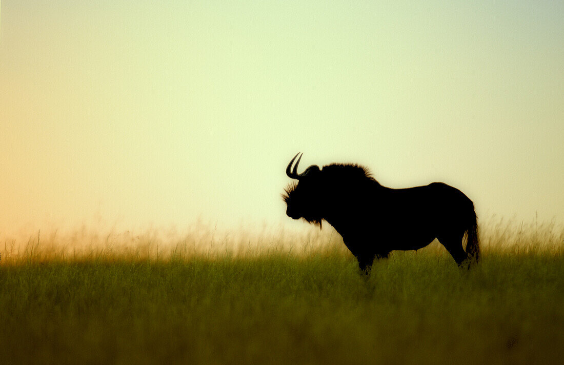 Wildebeest at sunrise, South Africa