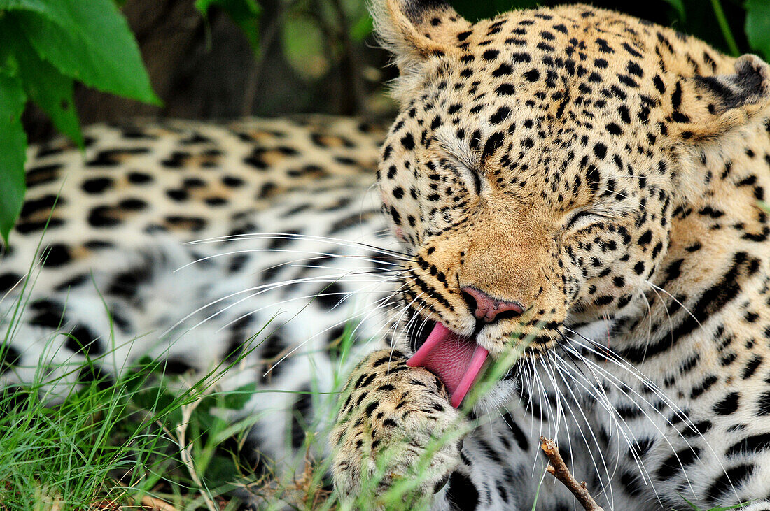 Leopard (Panthera pardus) licking its paws