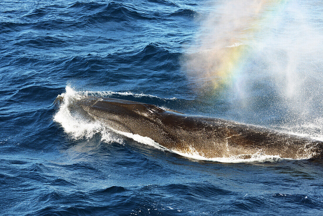 Wal, der mit Regenbogen durchbrennt