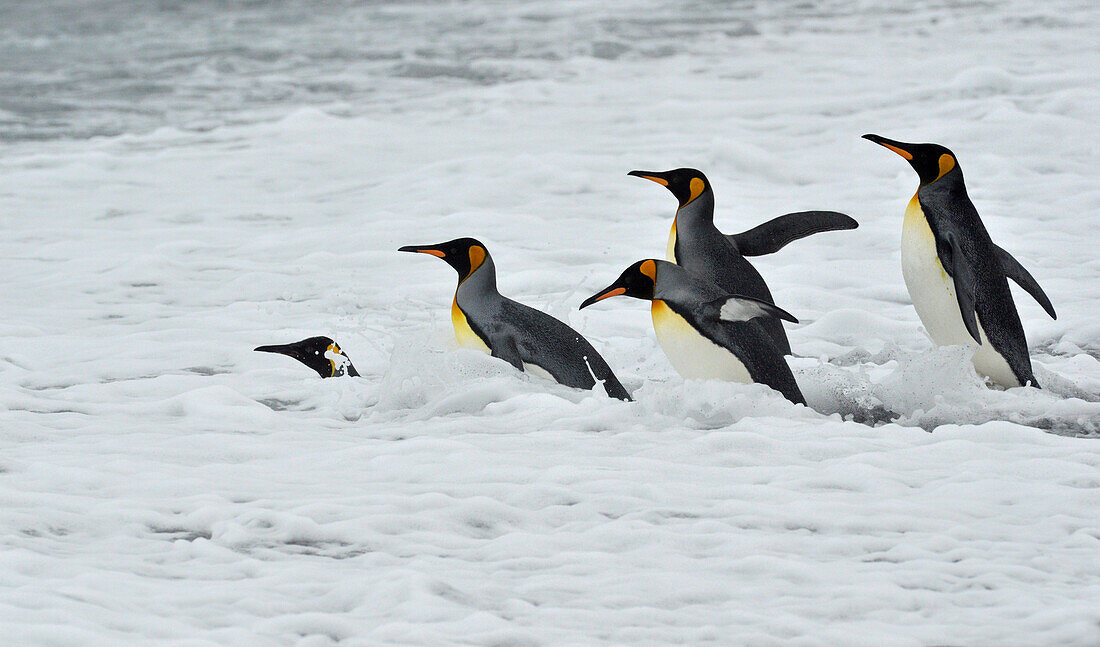 King penguins (Aptenodytes patagonicus) going into the surf