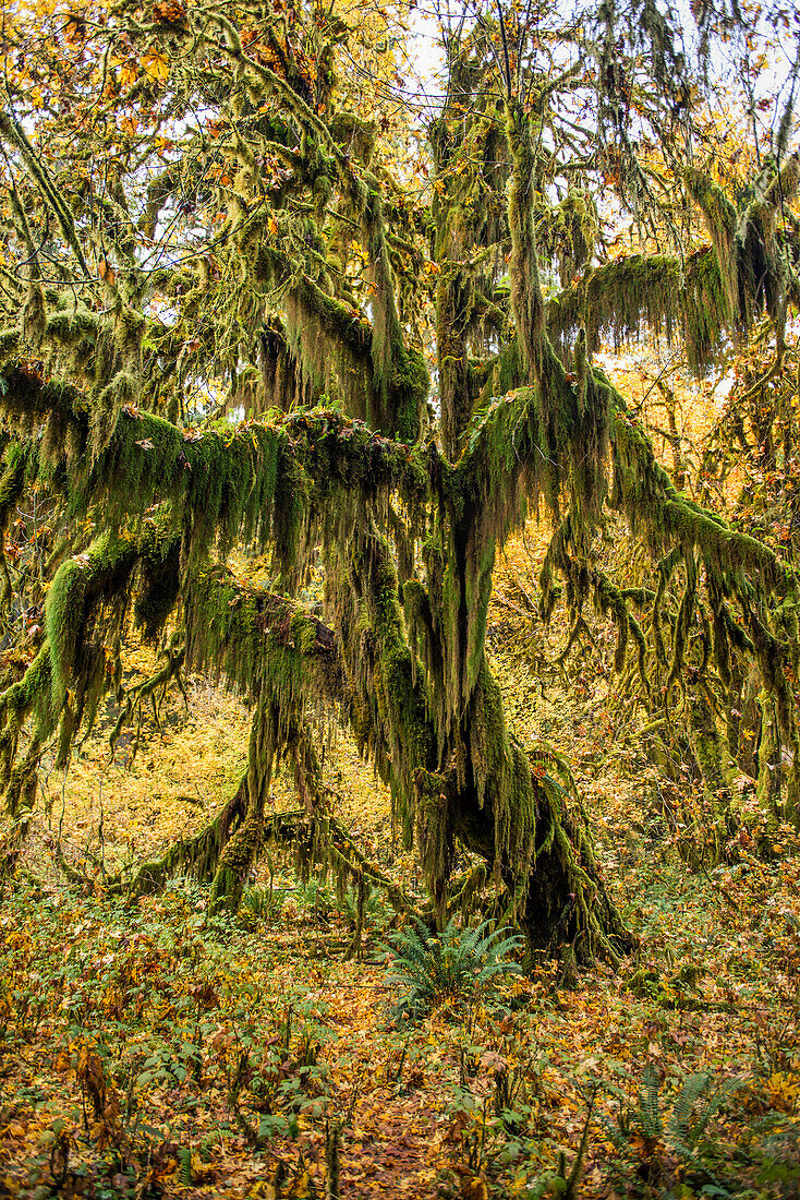 Large tree with ferns, Olympic National Park in Washington