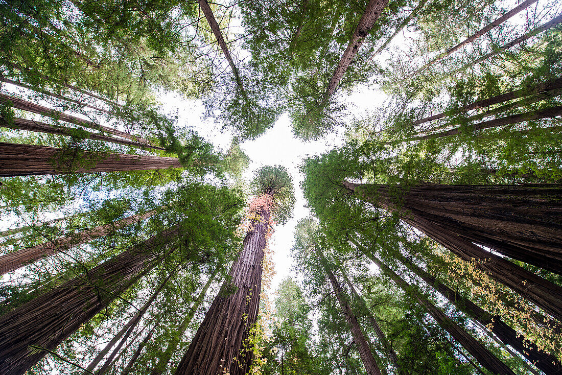 Looking up at large trees