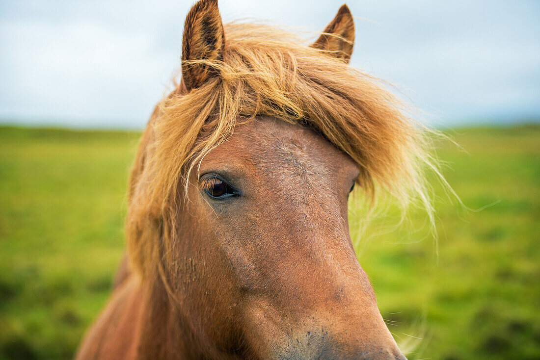 Isländisches Pony
