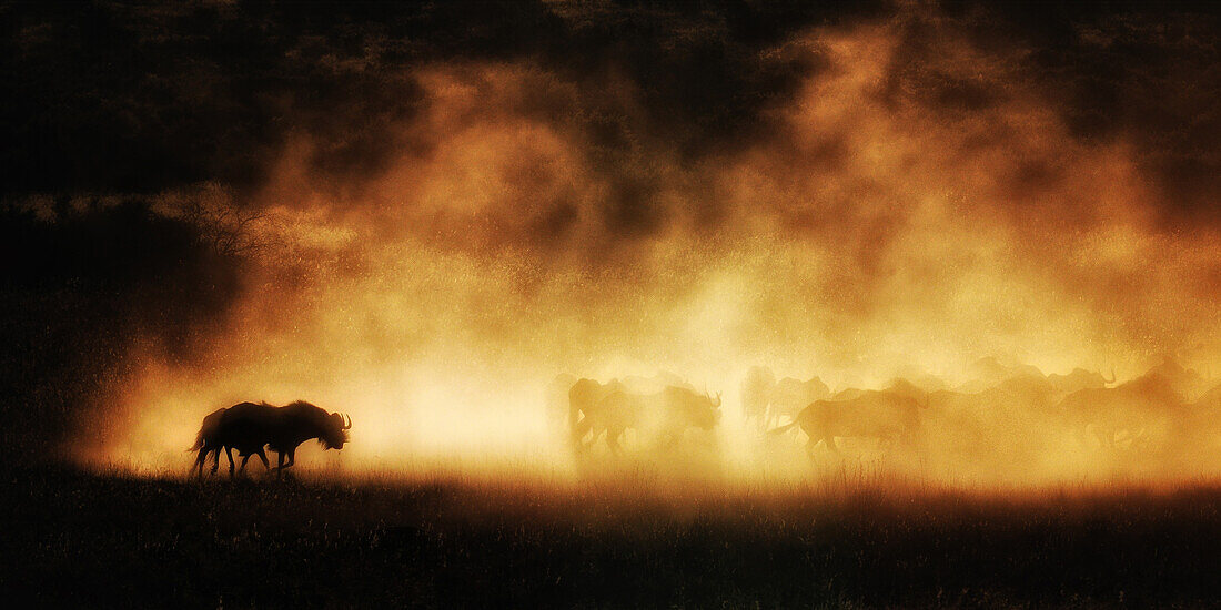 Gnus bei Sonnenuntergang, Südafrika