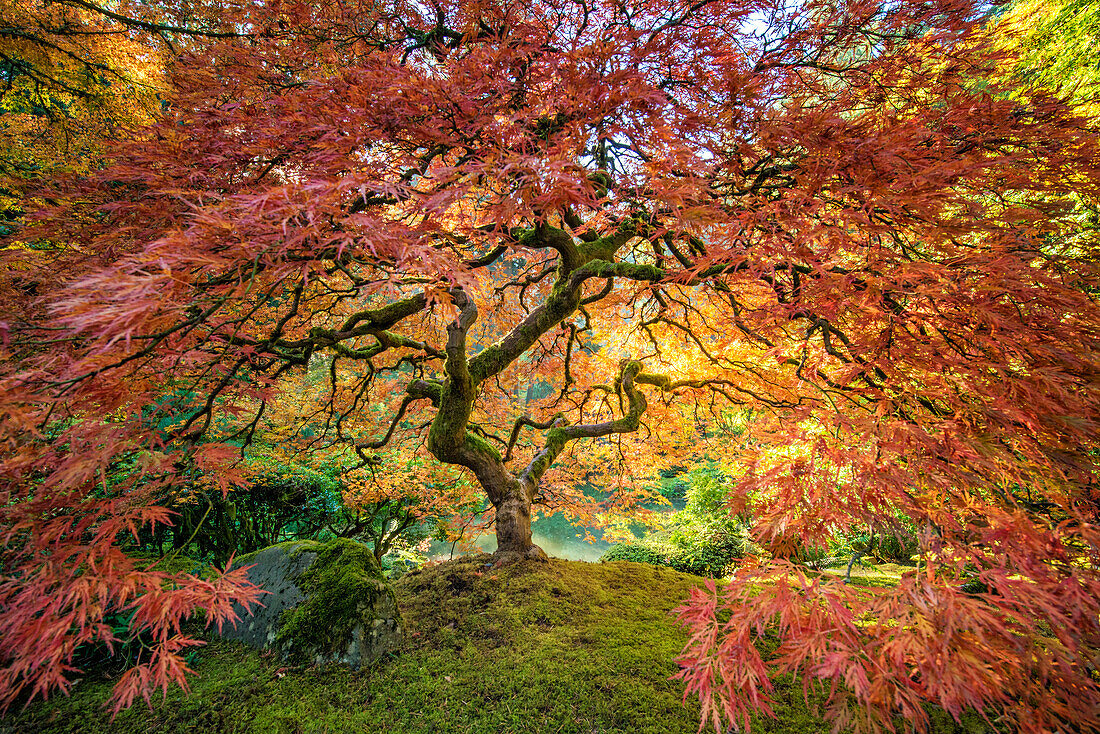 Portland Oregon, japanischer Baum im Herbstlaub