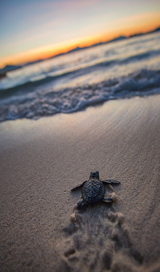 baby sea turtle just after hatching, Philippines