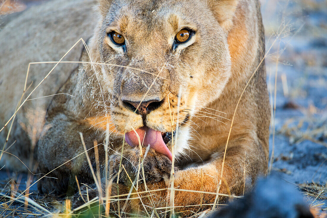 Löwe (Panthera leo) leckt ihre Pfoten