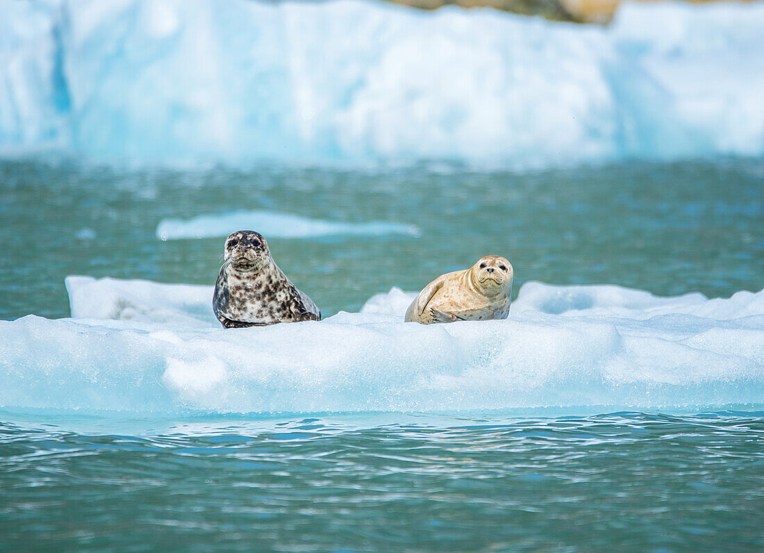Harbor seals (Phoca vitulina) on ice flow in Alaska