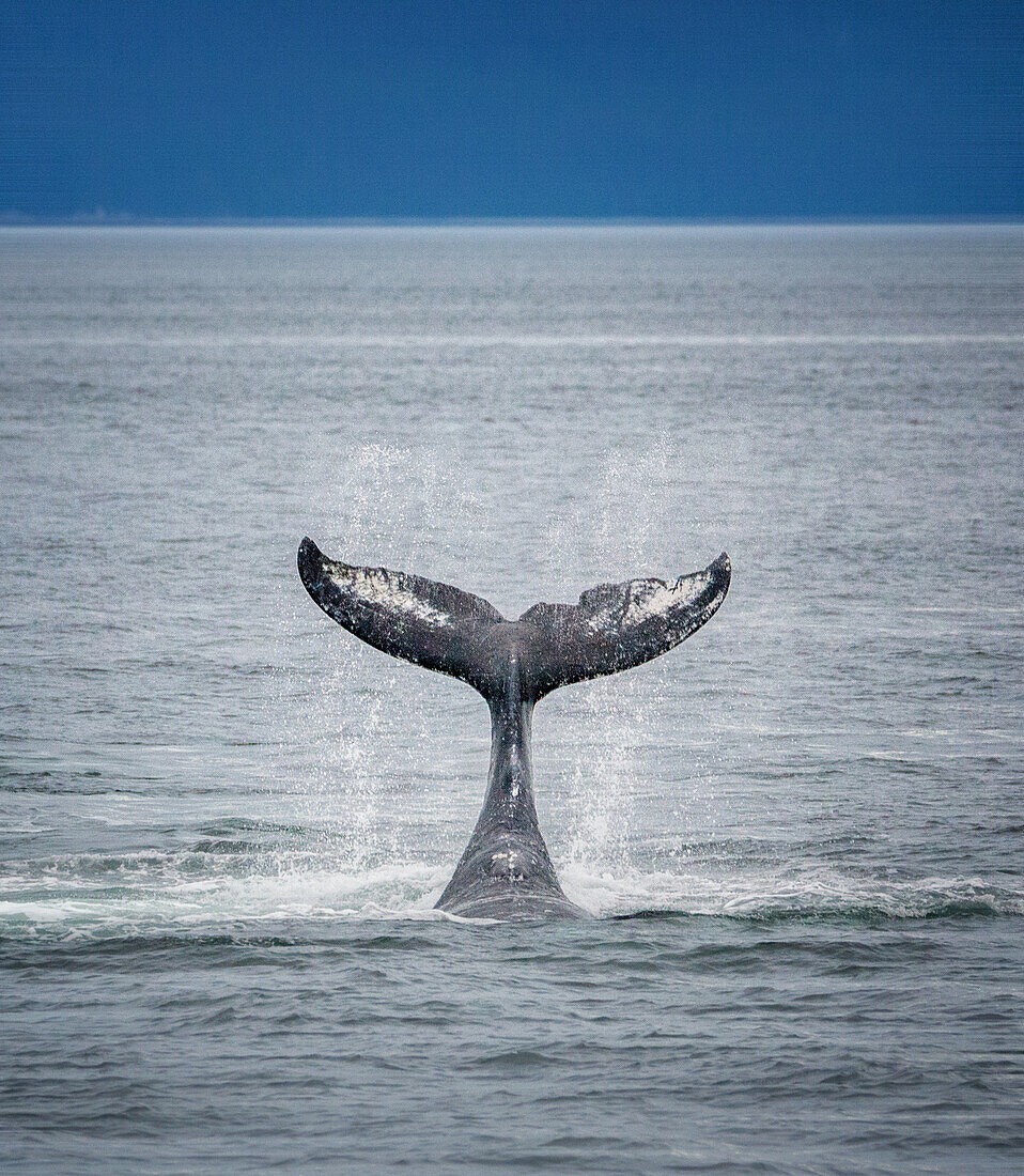 Whale tail, humpback whale (Megaptera novaeangliae), Alaska