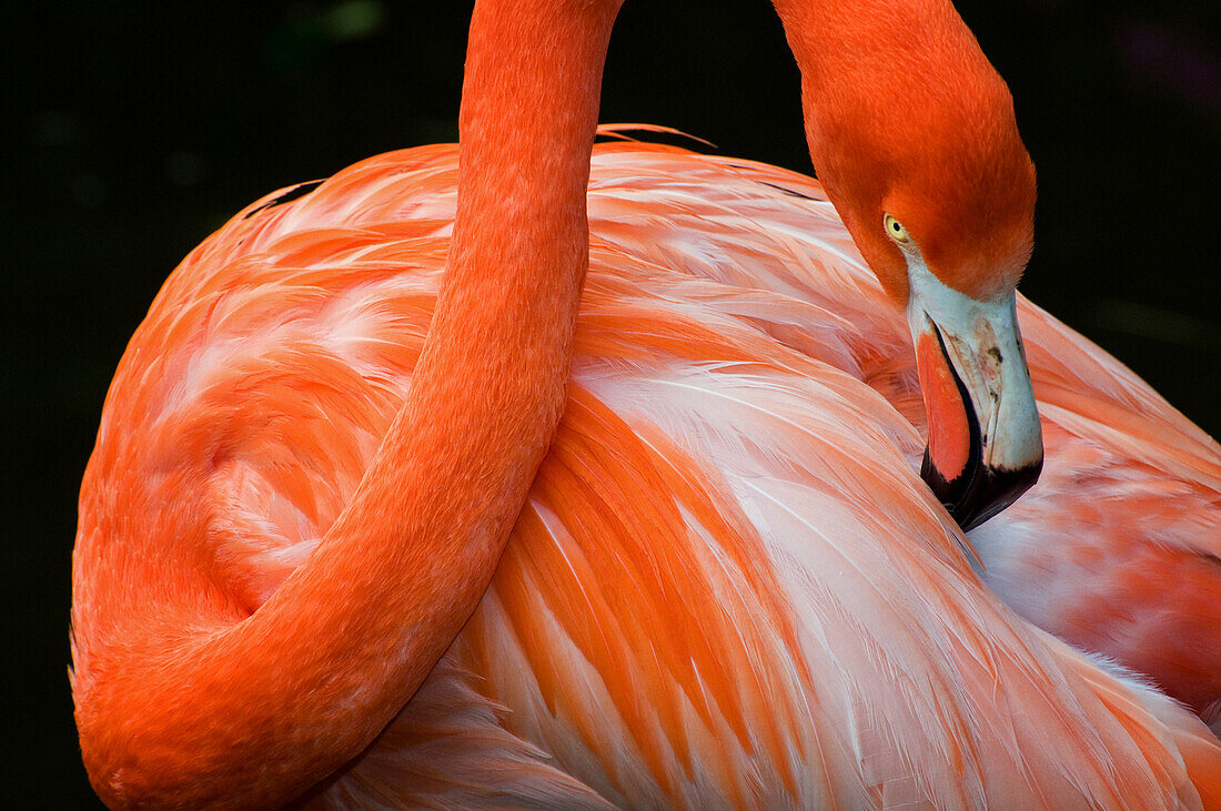 Flamingoporträt (Phoenicopterus ruber)
