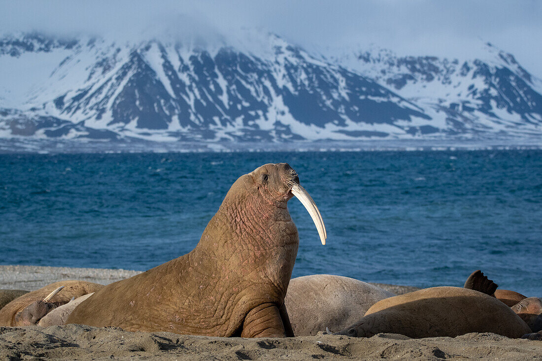 Walross (Odobenus rosmarus) Svalbard Norwegen