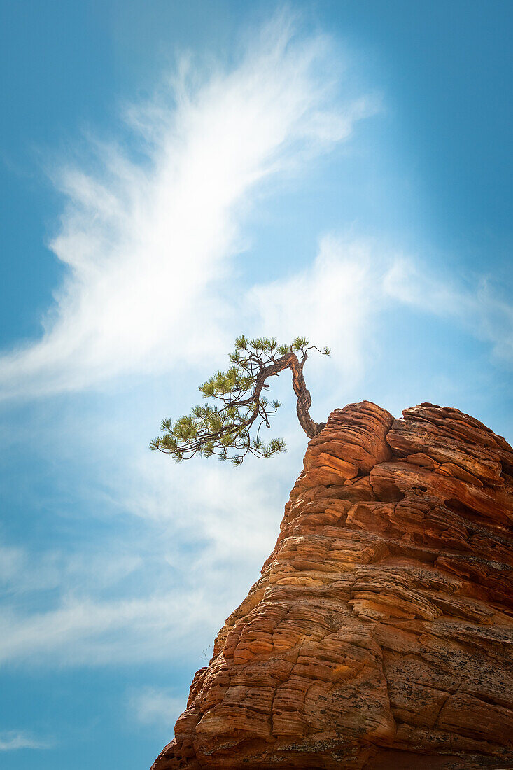 Baum in Zion