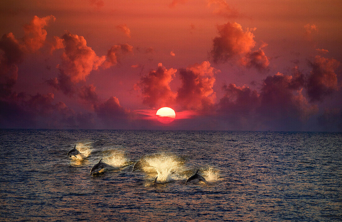 Dolphins at sunset