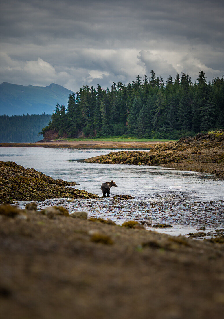 Braunbär (Ursus arctos) beim Fischen in Alaska