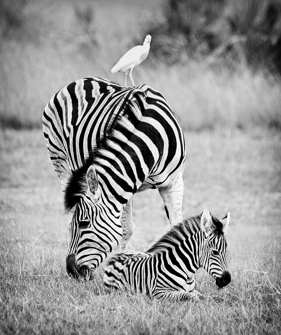 Zebras (Equus quagga) im südlichen Afrika. Mutter mit Baby