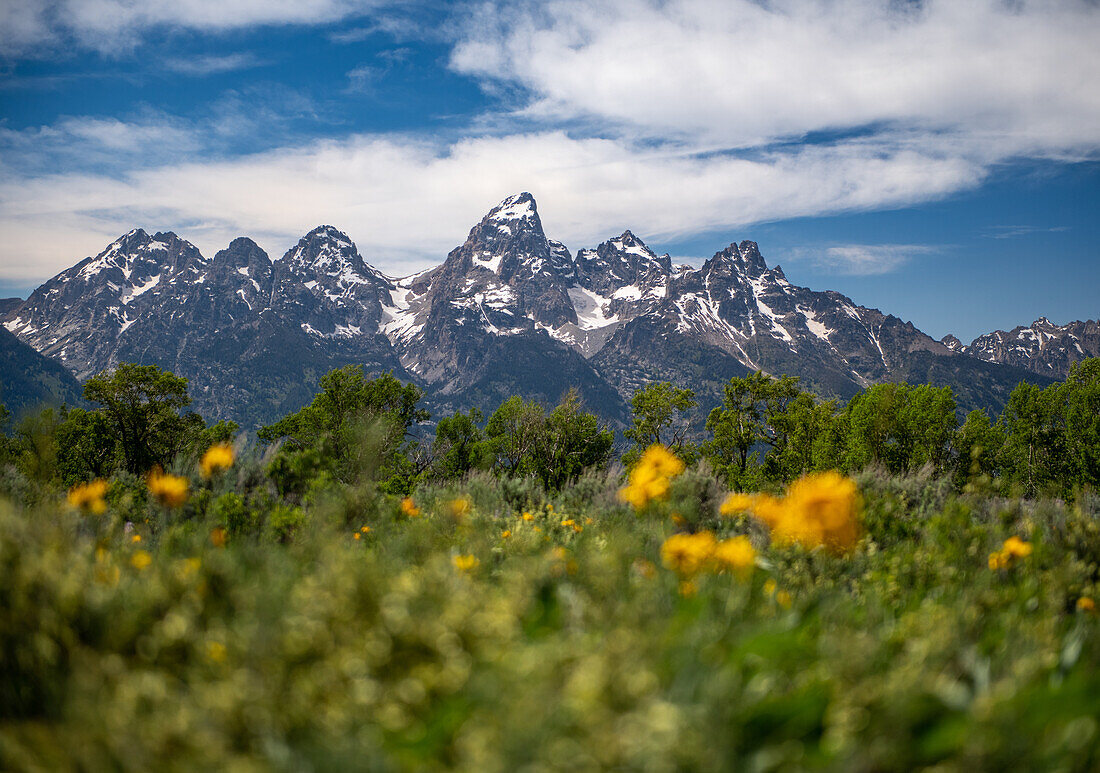 Tiefblickende Landschaft der Tetons in Jackson Wyoming mit Blumen im Vordergrund