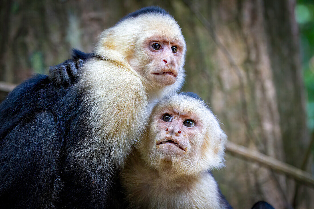 A couple of white-faced monkeys jug with each other
