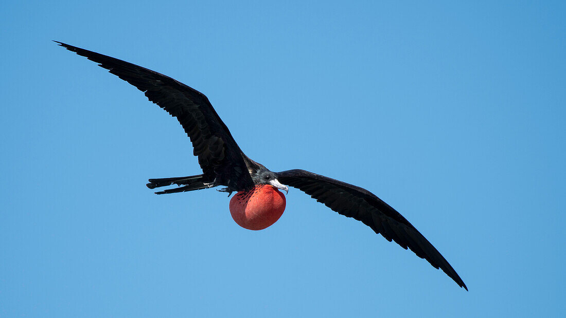 Ein männlicher Fregattvogel zeigt stolz seinen leuchtend roten, aufgeblasenen Beutel.