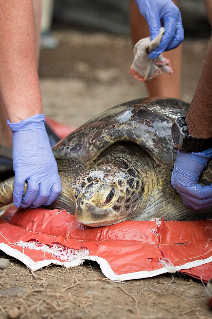 Schildkrötenforschung und -schutz