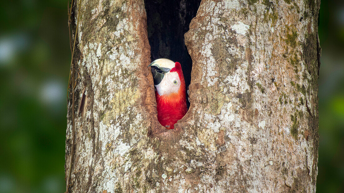 Higgh up in a tree, a scarlet macaws takes a peek out of it's nest