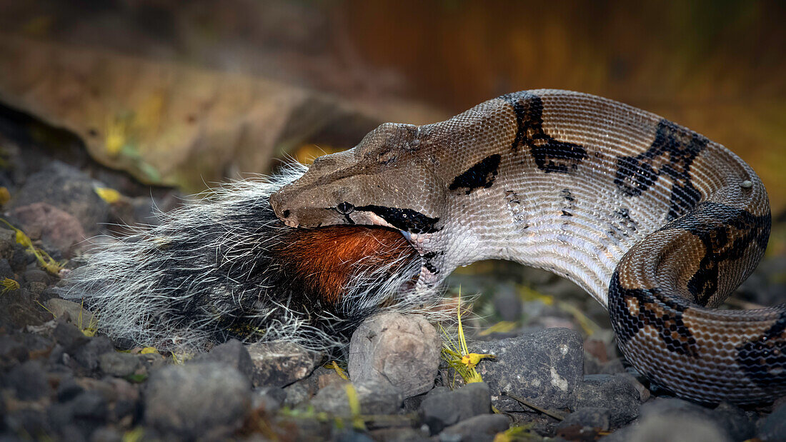 Eine mittelgroße Boa-constrictor-Schlange verschlingt den Schwanz eines Eichhörnchens als letzten Bissen ihrer Mahlzeit.