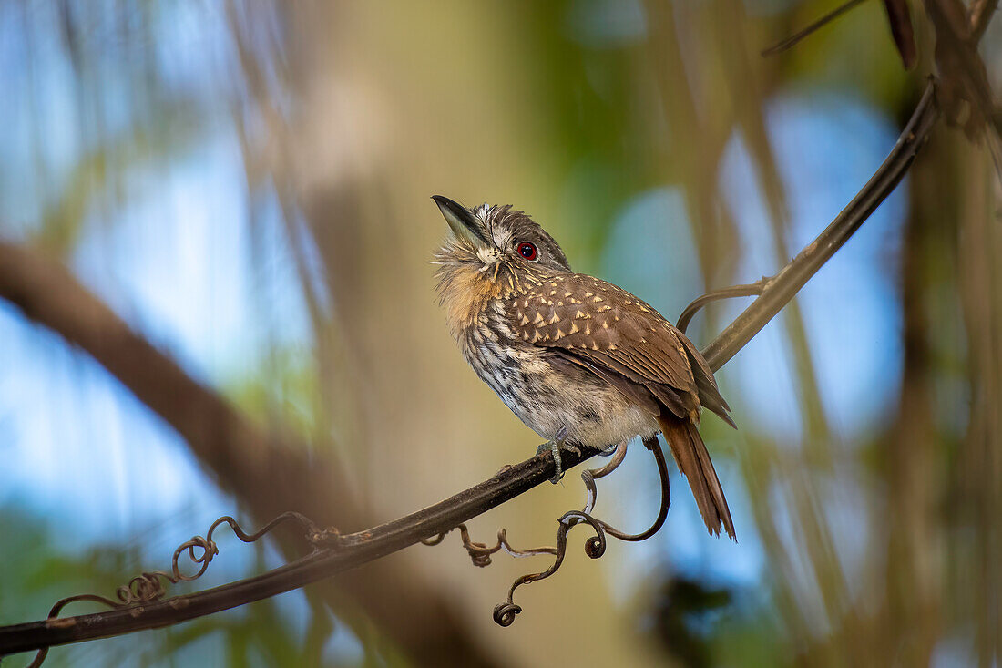 This puffbird is very recognizable with it's white whiskers and red eye