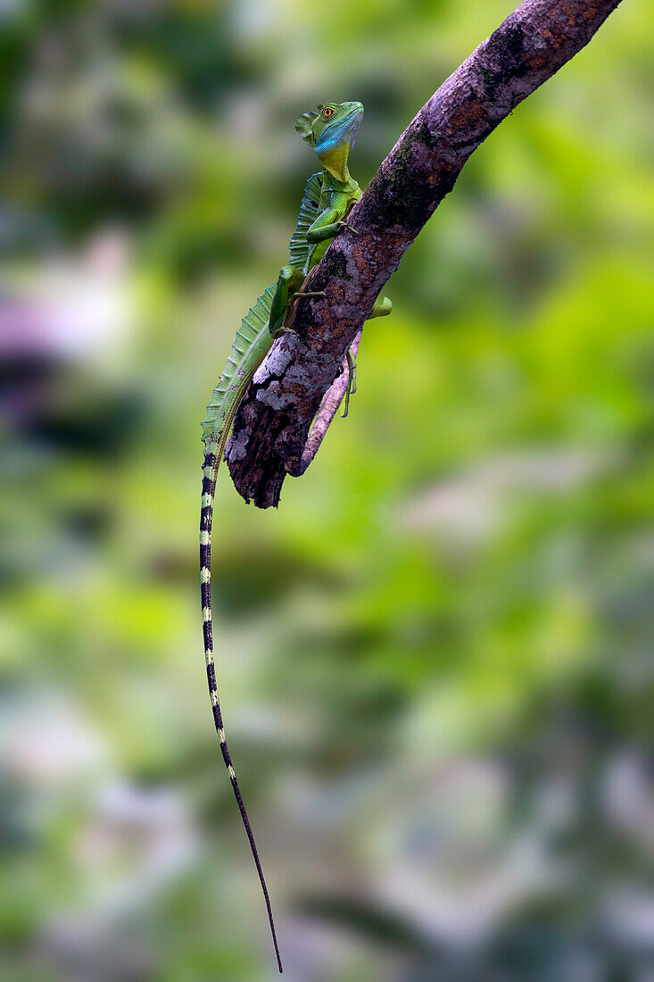 Grüner Basilisk, der sich perfekt in seine Umgebung einfügt