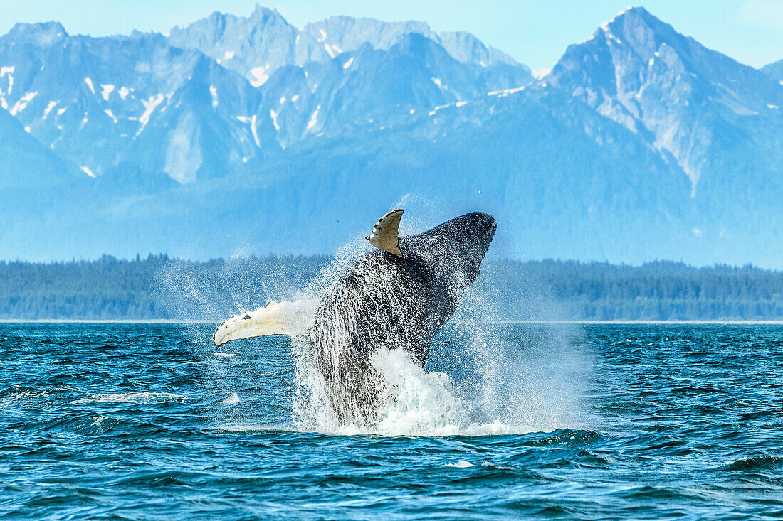 Ein großer Buckelwal bricht in der Nähe von Point Adolphus in Alaska.