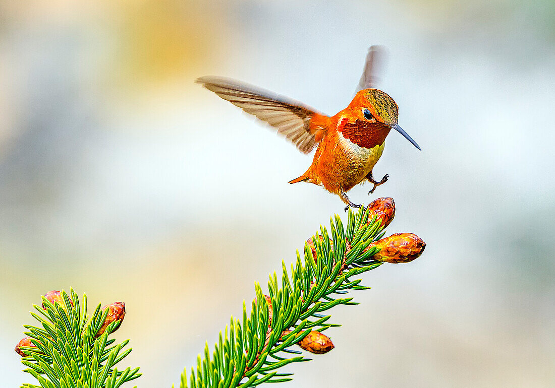 A rufous hummingbird lands on the tip of a spruce tree.