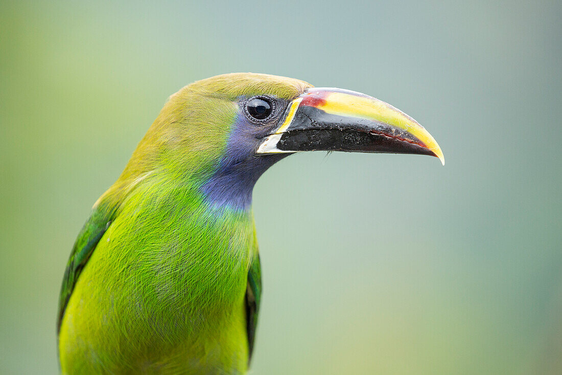 Also known as the Blue-throated Toucanet, this is one of the most beautiful birds of Costa Rican mountains.