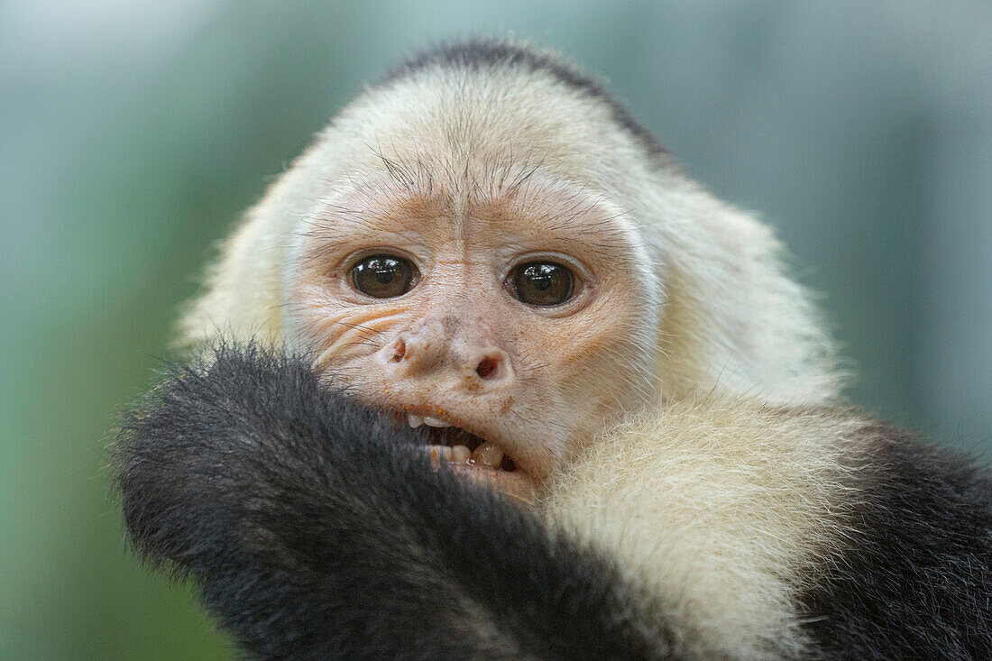 A white-faced Capuchin enjoys its lunch, palm fruits.