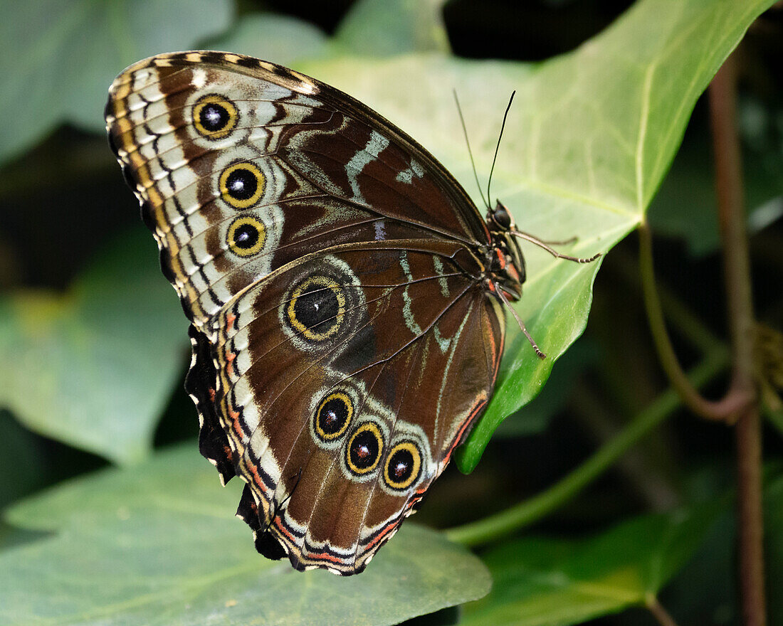 With its wings closed, the Blue Morpho Butterfly shows an incredible pattern to distract potential predators.