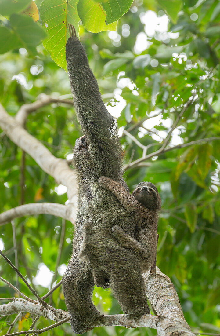 Ein Baby des Braunkehl-Dreizehenfaultiers (Bradypus variegatus) klammert sich an seine Mutter.