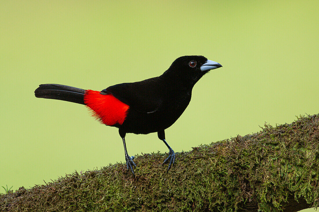 A male Scarlet-rumped Tanager (Ramphocelus passerinii).