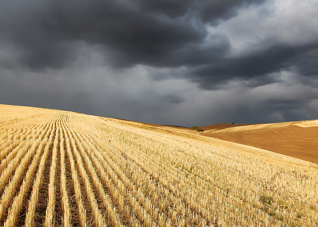 Ein Sturm in der Nähe von Pullman, Washington, über abgeernteten Weizenfeldern mit goldenen Stoppeln
