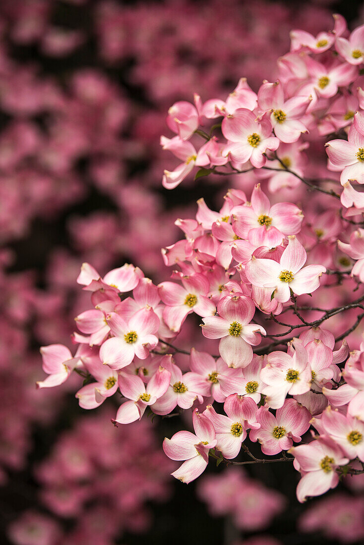 Ein rosa blühender Hartriegelbaum (Cornus florida) im südlichen Oregon