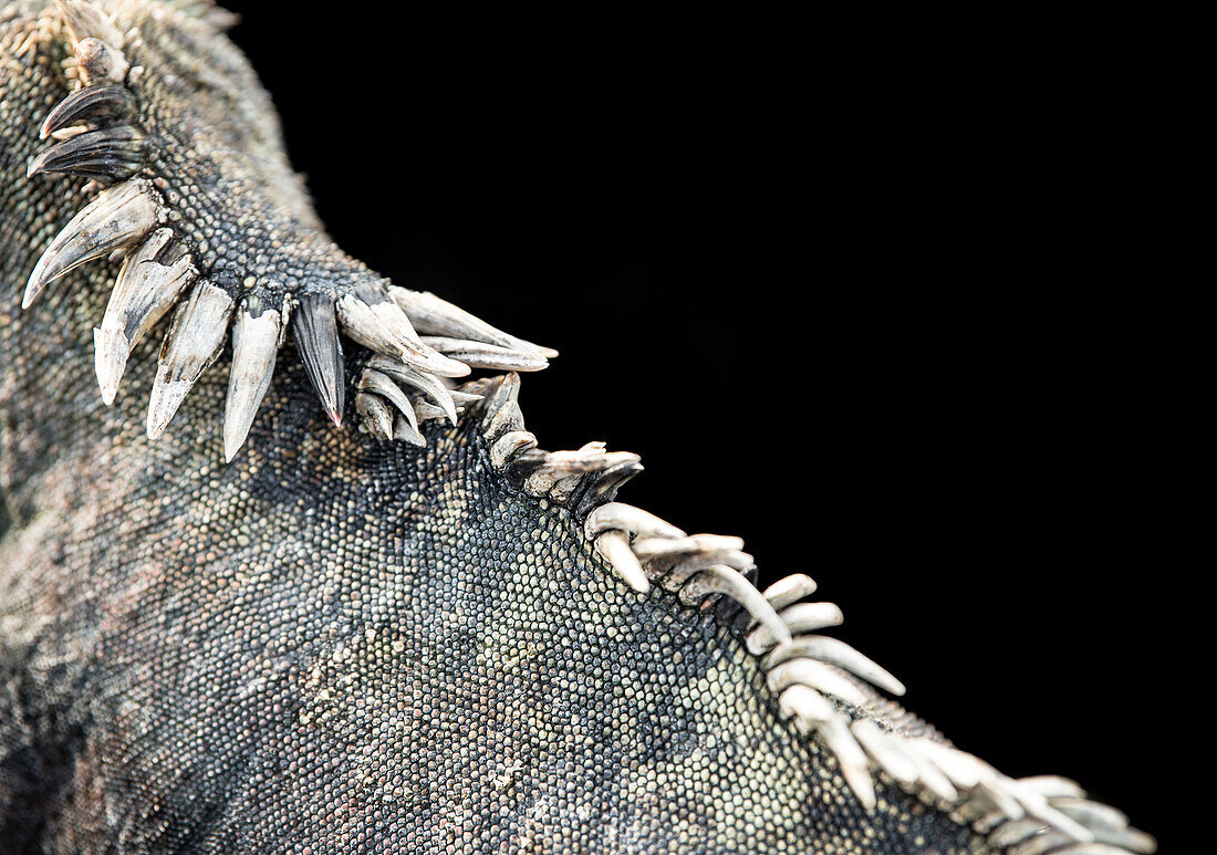 Detail of the spines on the back of a marine iguana