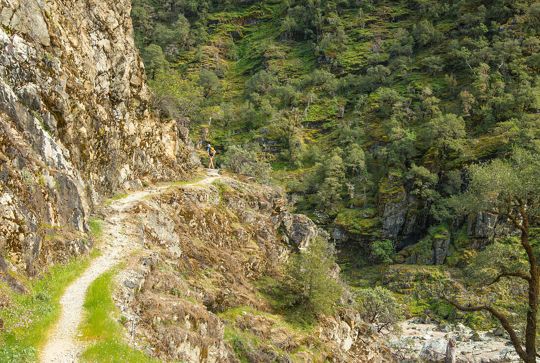 Hiker walks on Rogue River National Recreation Trail in southern Oregon