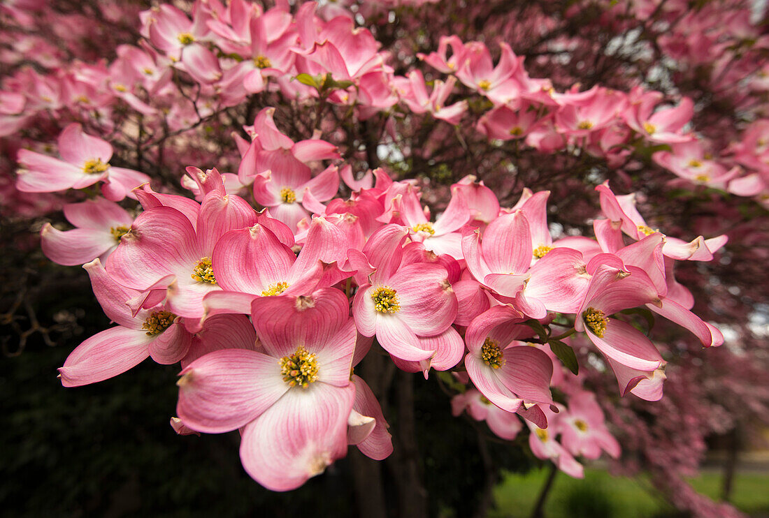 Ein rosa blühender Hartriegelbaum (Cornus Florida) im südlichen Oregon