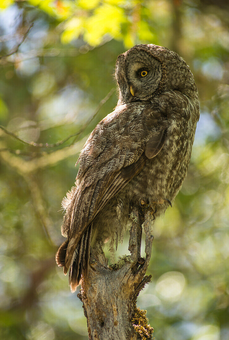 Porträt der erwachsenen Bartkauz (Strix Nebulosa) im Madrone-Baum im südlichen Oregon