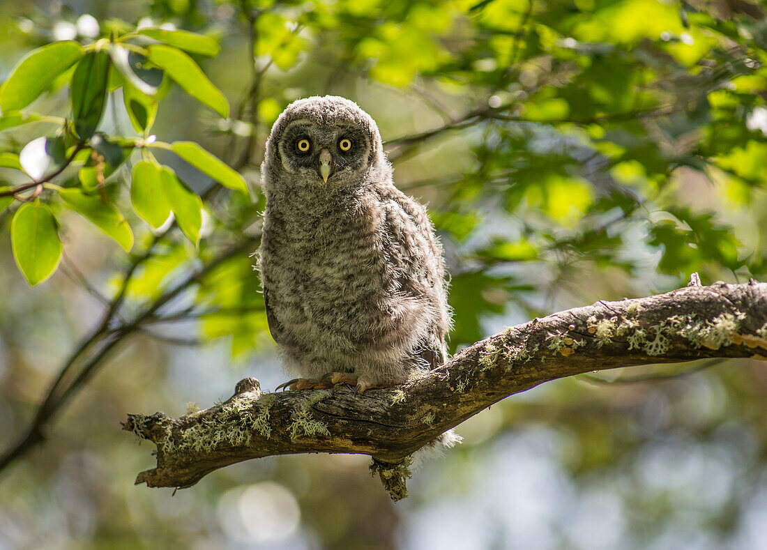 A great gray owl chick/owlet (Strix nebulosa) on a madrone branch in southern Oregon
