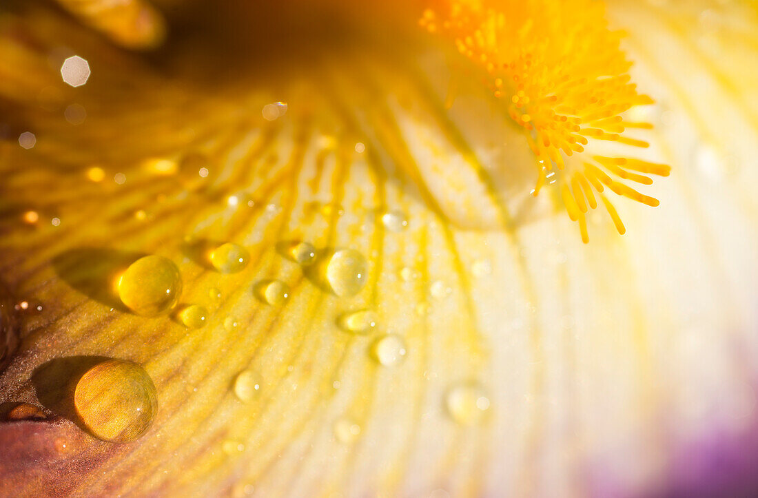 Wassertropfen auf dem gelben Blütenblatt einer hohen Schwertlilie