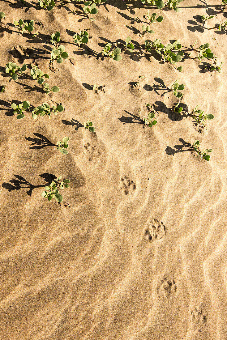 Einsame Säugetierspur im Sand auf der Isla Magdalena