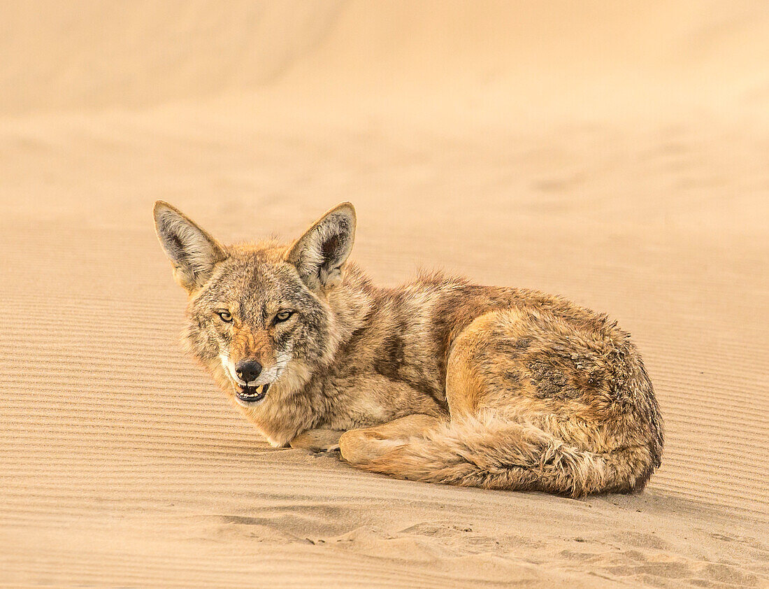 Ein Kojote knurrt die Kamera an, die sich auf den Dünen der Isla Magdalena zusammenrollt