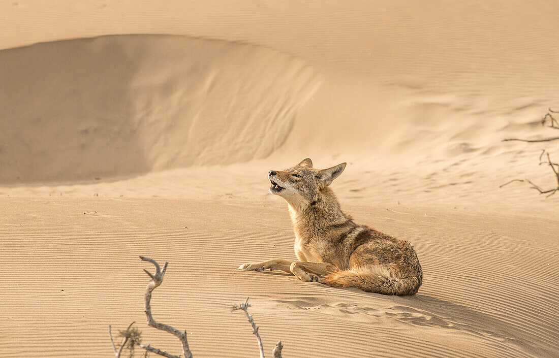 A coyote howls on the sand dunes of Isla Magdalena, Baja California