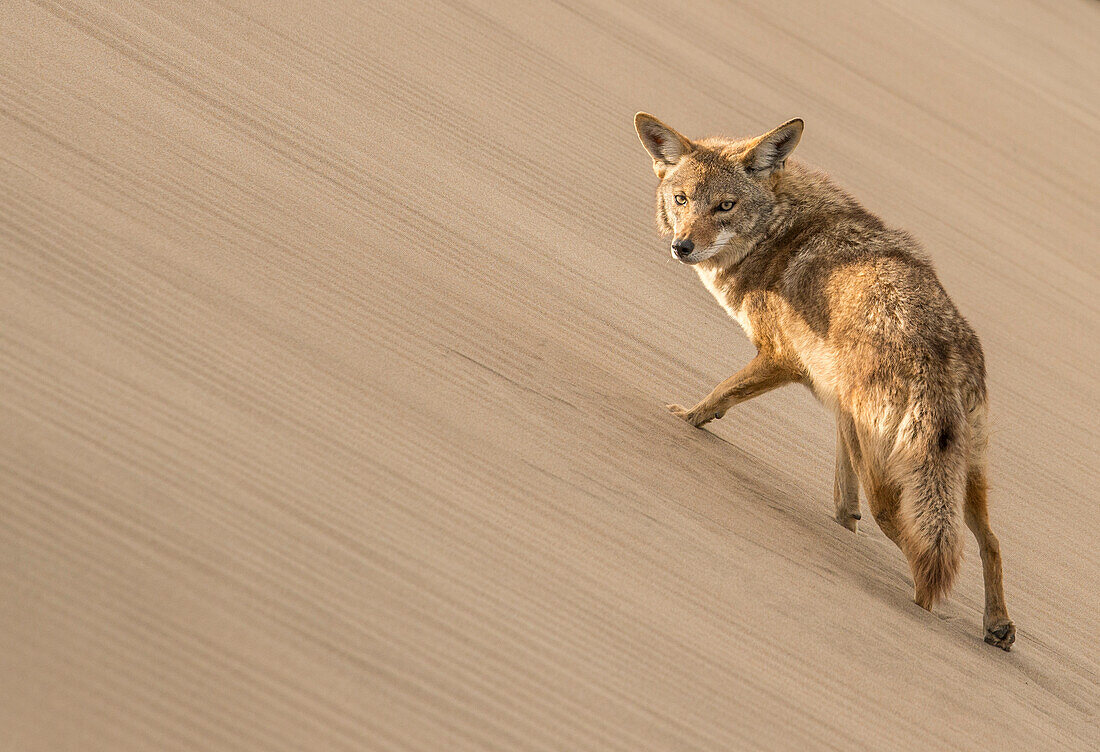 Ein Kojote hält inne, um in die Kamera zu schauen, während er auf der Isla Magdalena auf eine Sanddüne klettert